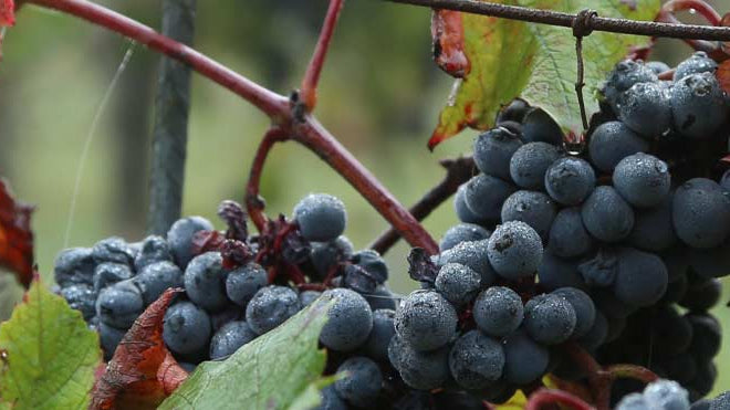 La Vigne rouge dans les soins anti-âge