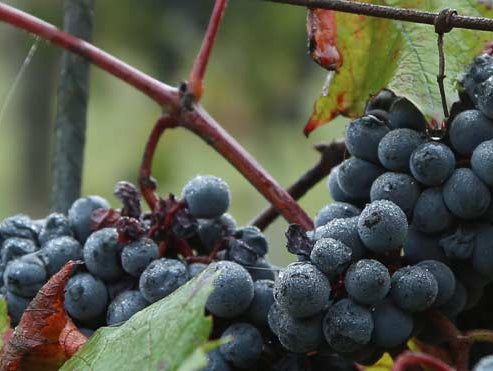 La Vigne rouge dans les soins anti-âge