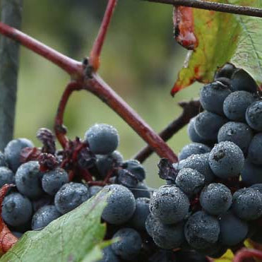 La Vigne rouge dans les soins anti-âge