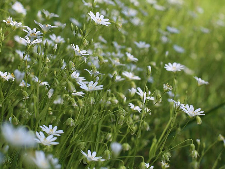 Profiter du printemps à la maison