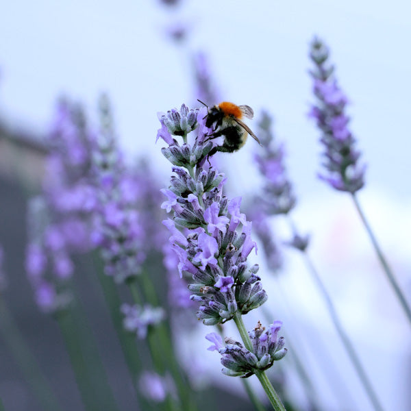 De la lavande avec un insecte