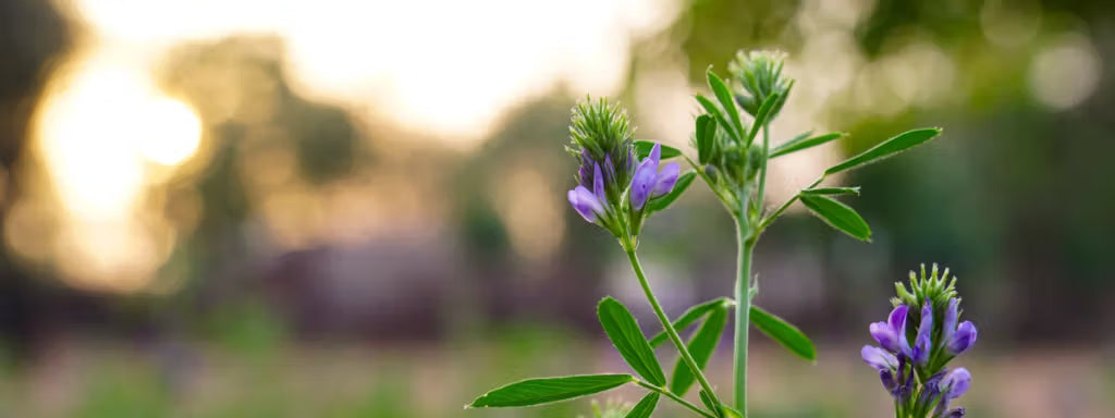 une fleur
