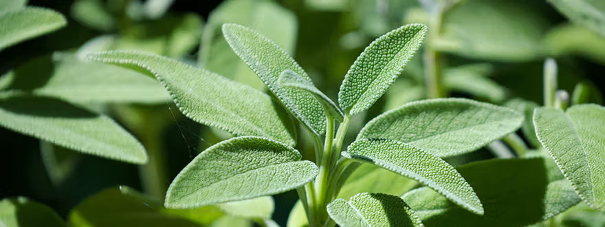La Sauge du Domaine Body Nature