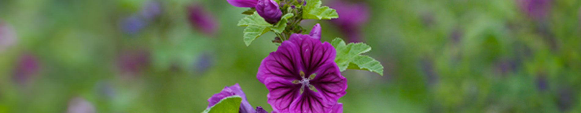 La Mauve du Domaine Body Nature
