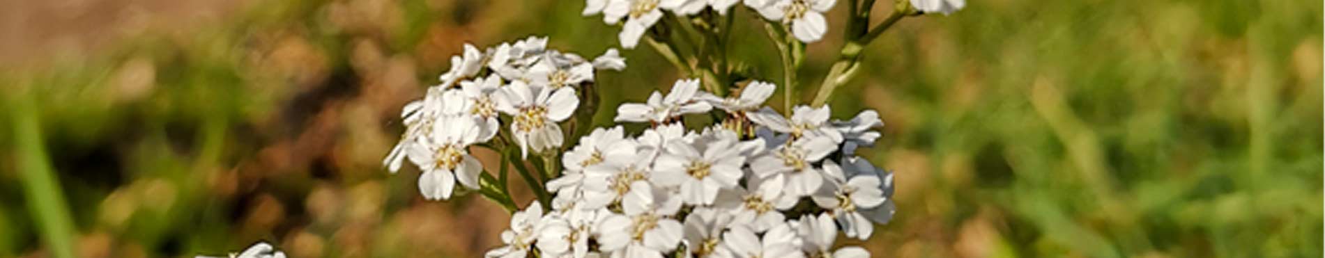 L’Achillée millefeuille du Domaine Body Nature