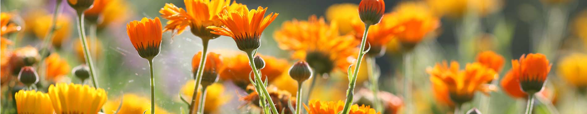 Calendula du Domaine Body Nature