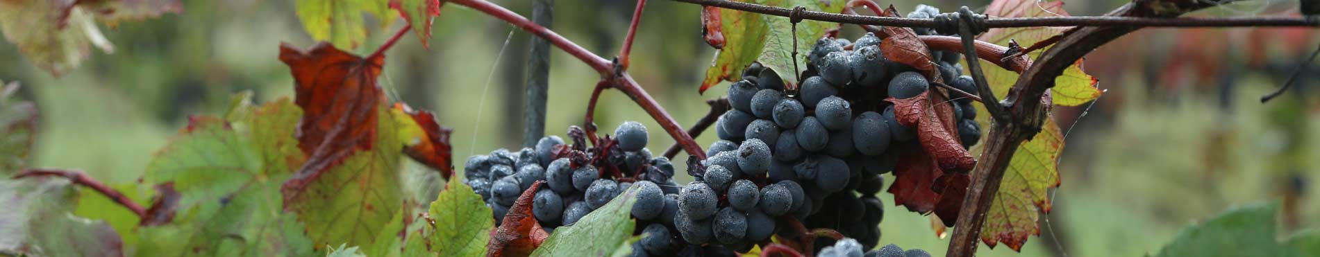 La Vigne rouge du Domaine Body Nature