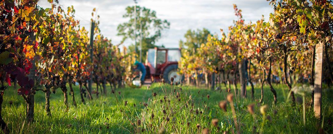 bienfaits de la vigne rouge du domaine body nature