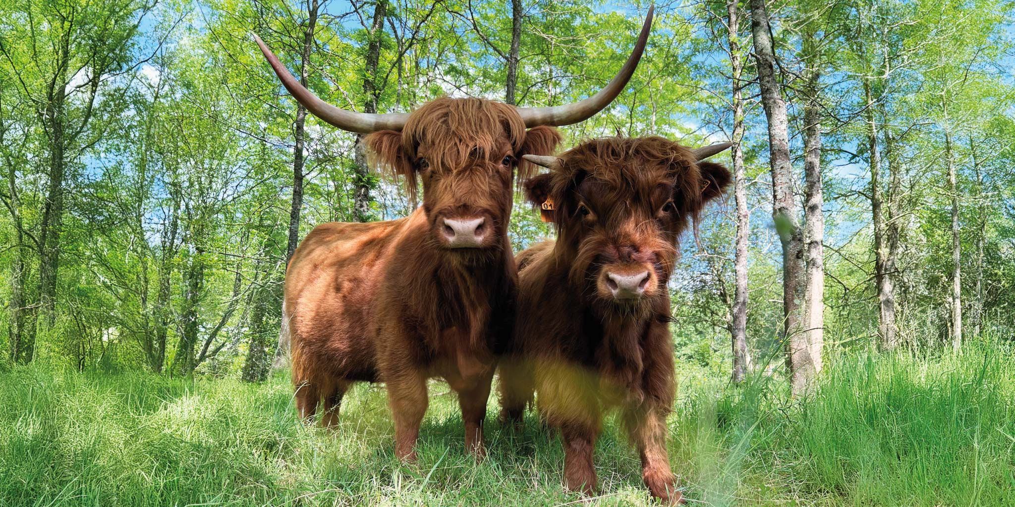 Deux vaches higland du Domaine Body Nature