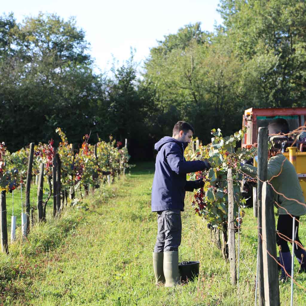 Vendange sur le Domaine Body Nature