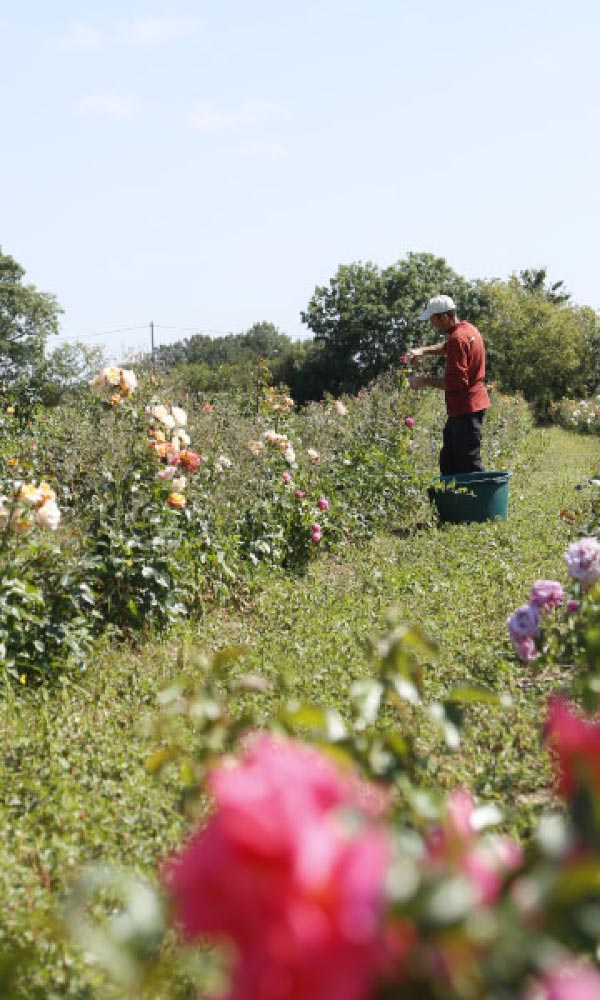 Les plantes du Domaine Body Nature